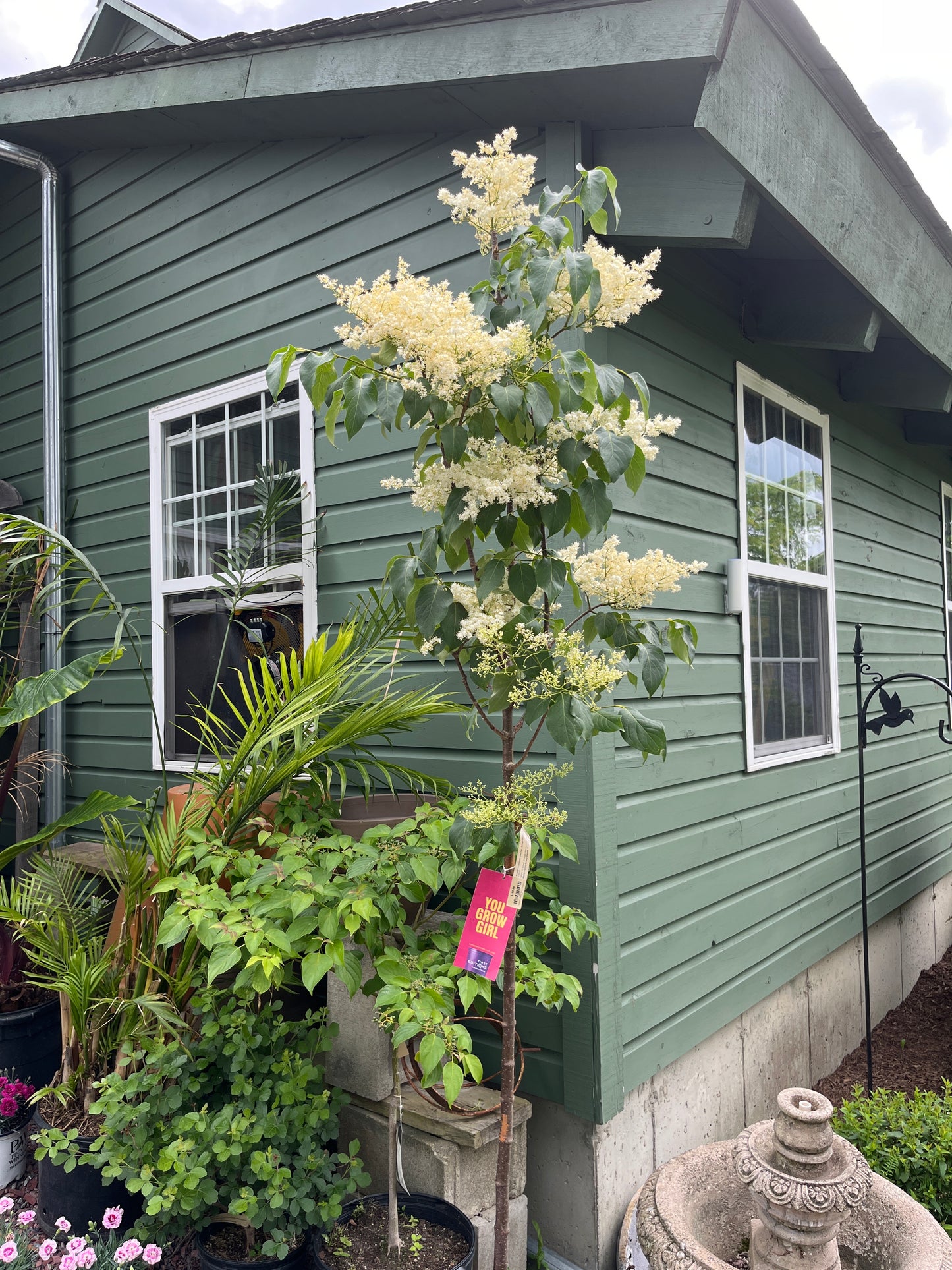 Snowdance Japanese Lilac Tree | Syringa reticulata 'Bailnce'