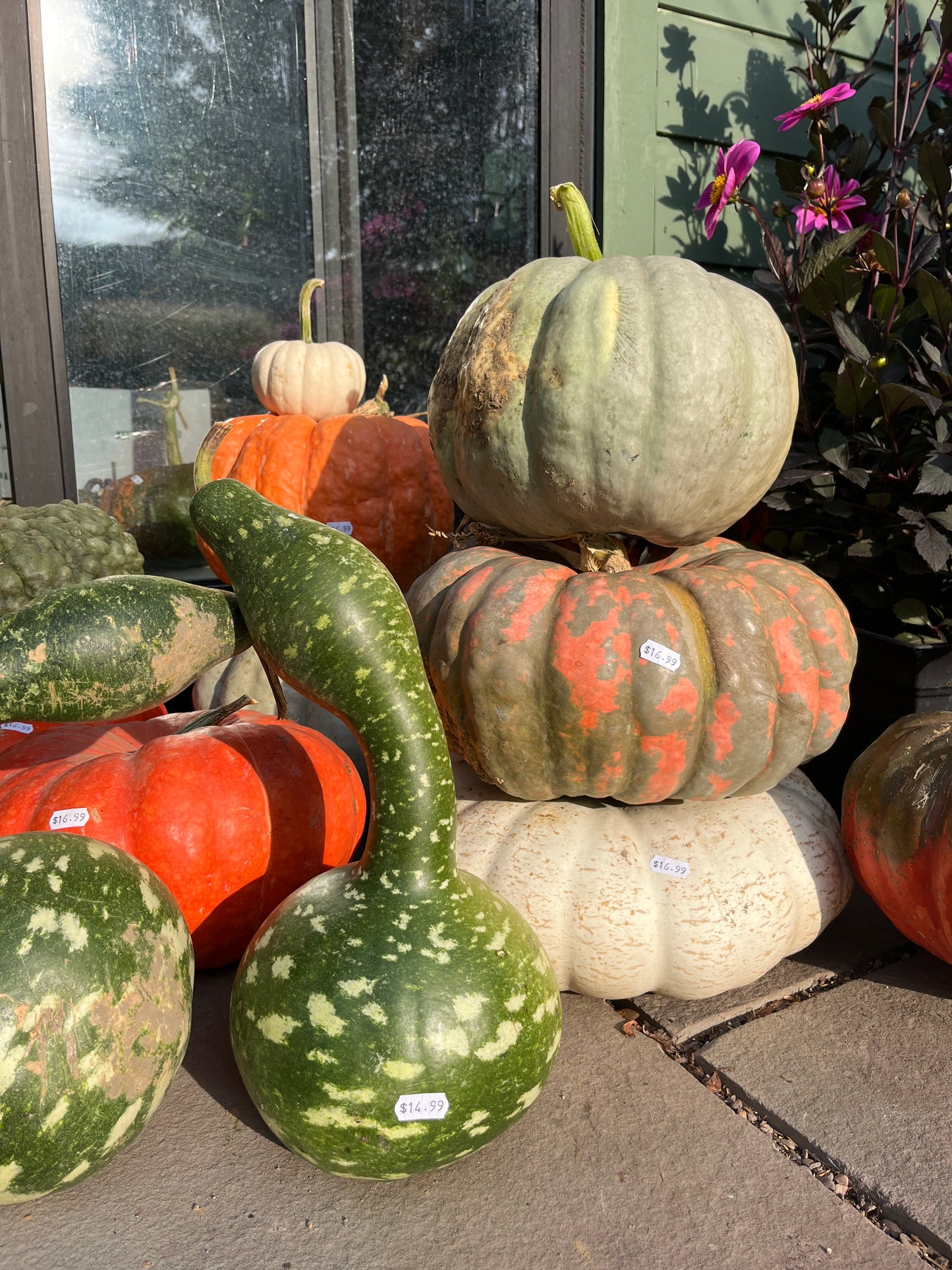 Assorted Pumpkins & Gourds