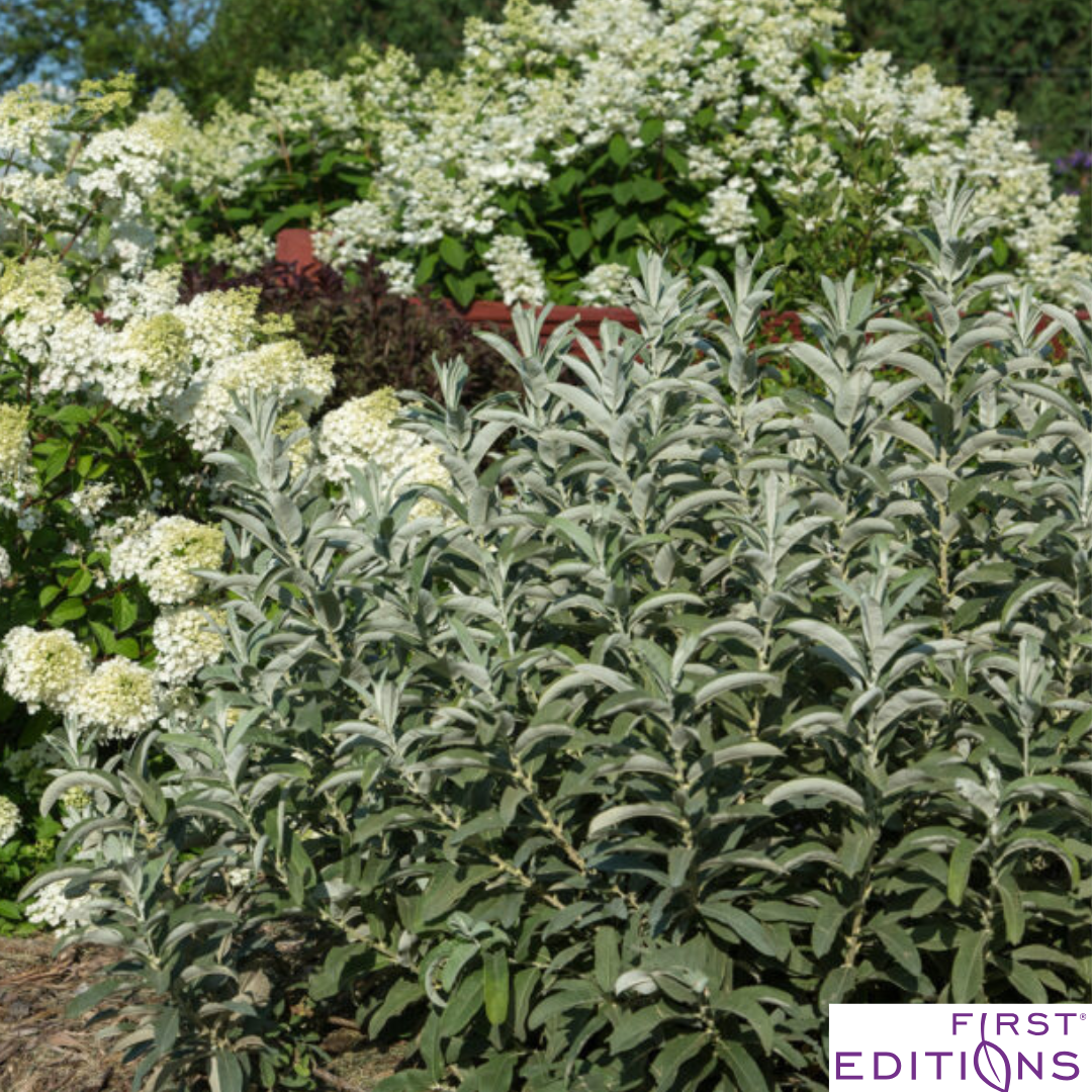 Iceberg Alley Sageleaf Willow | Salix candida
