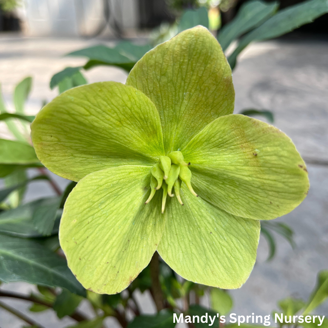 'Winterbells' Hellebore / Lenten Rose | Helleborus 'Winterbells'