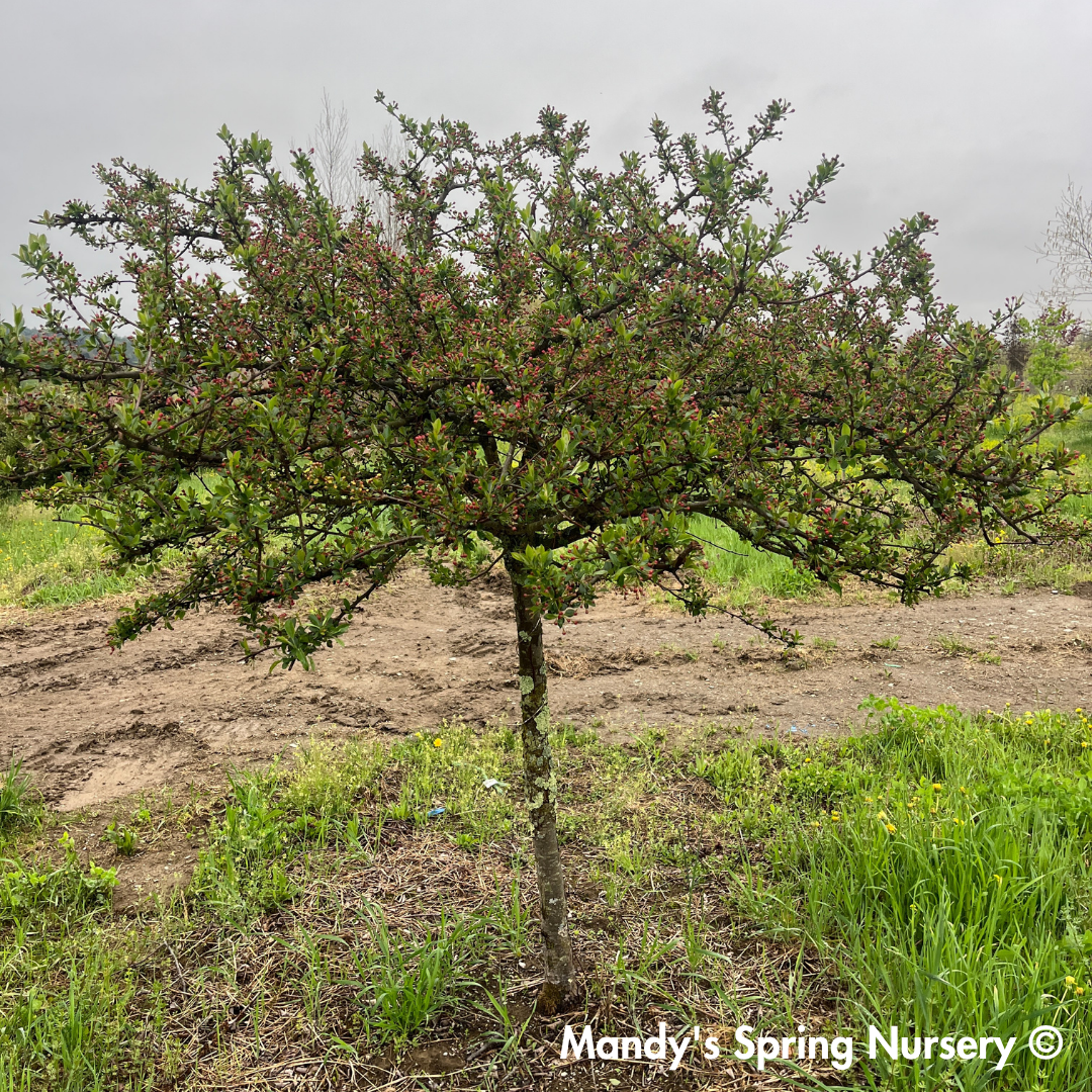 Louisa Crabapple | Malus 'Louisa'
