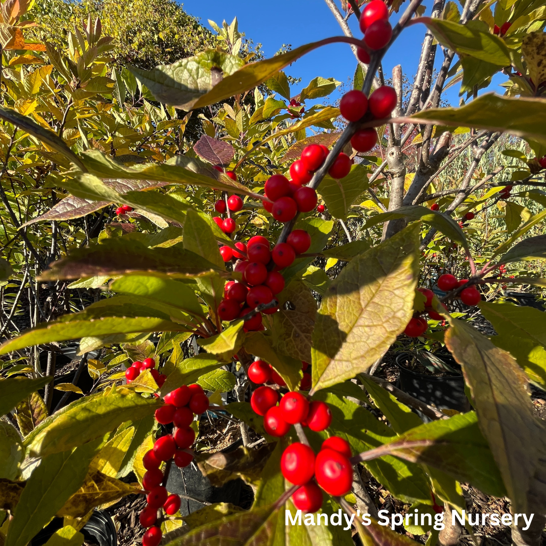 Red Sprite Winterberry | Ilex verticillata