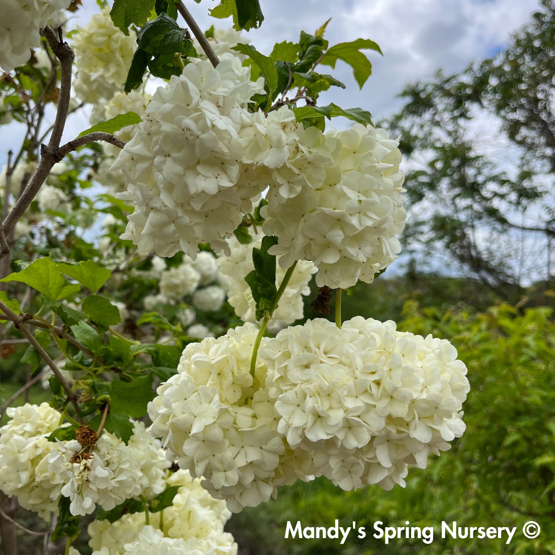 Common Snowball Viburnum - Tree Form | Viburnum opulus 'Roseum'