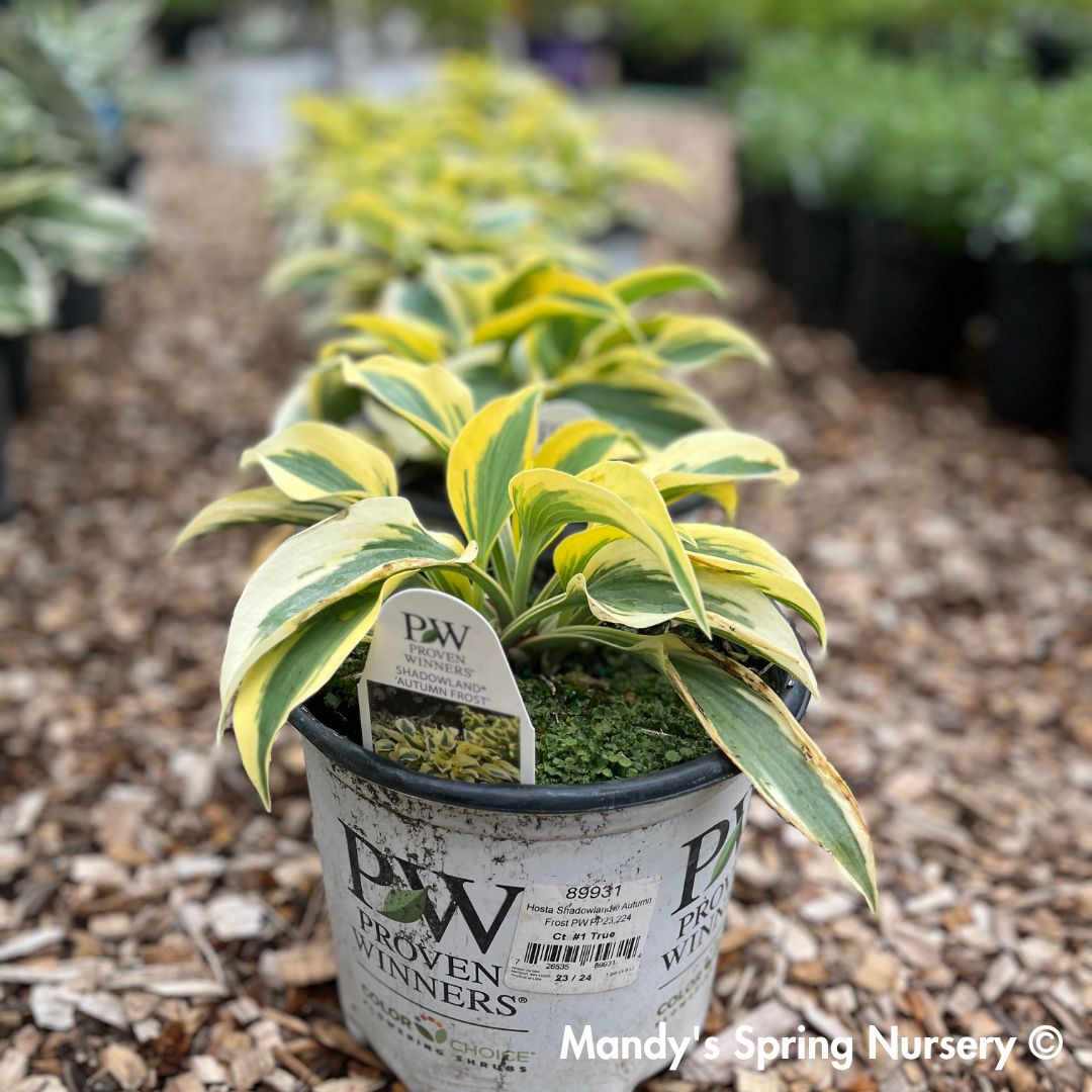 Autumn Frost Hosta