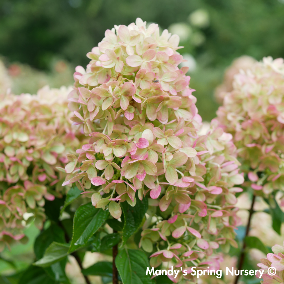Little Lime Hydrangea | Hydrangea paniculata