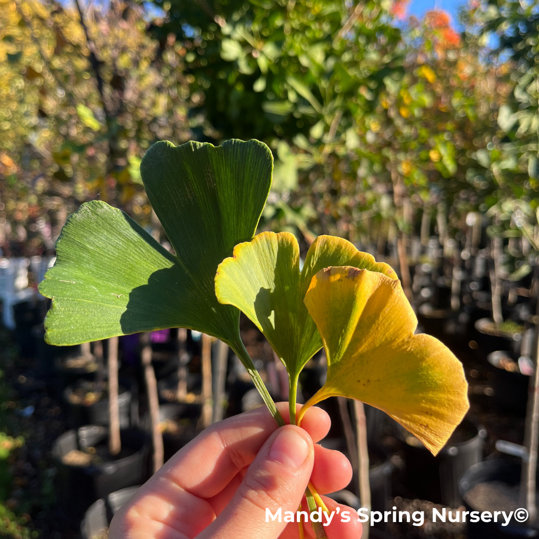 Magyar Ginkgo | Ginkgo biloba 'Magyar'