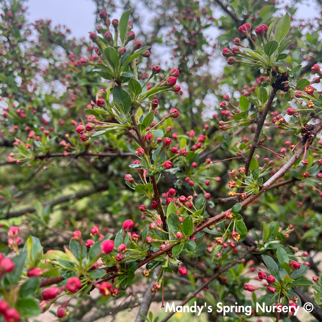 Louisa Crabapple | Malus 'Louisa'