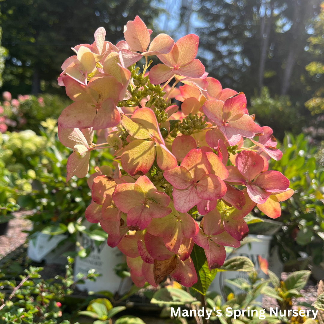 White Diamonds Hydrangea | Hydrangea paniculata