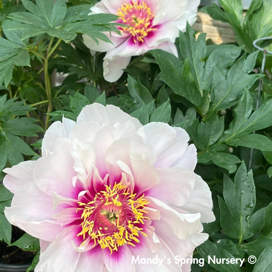 Cora Louise Itoh Peony | Paeonia