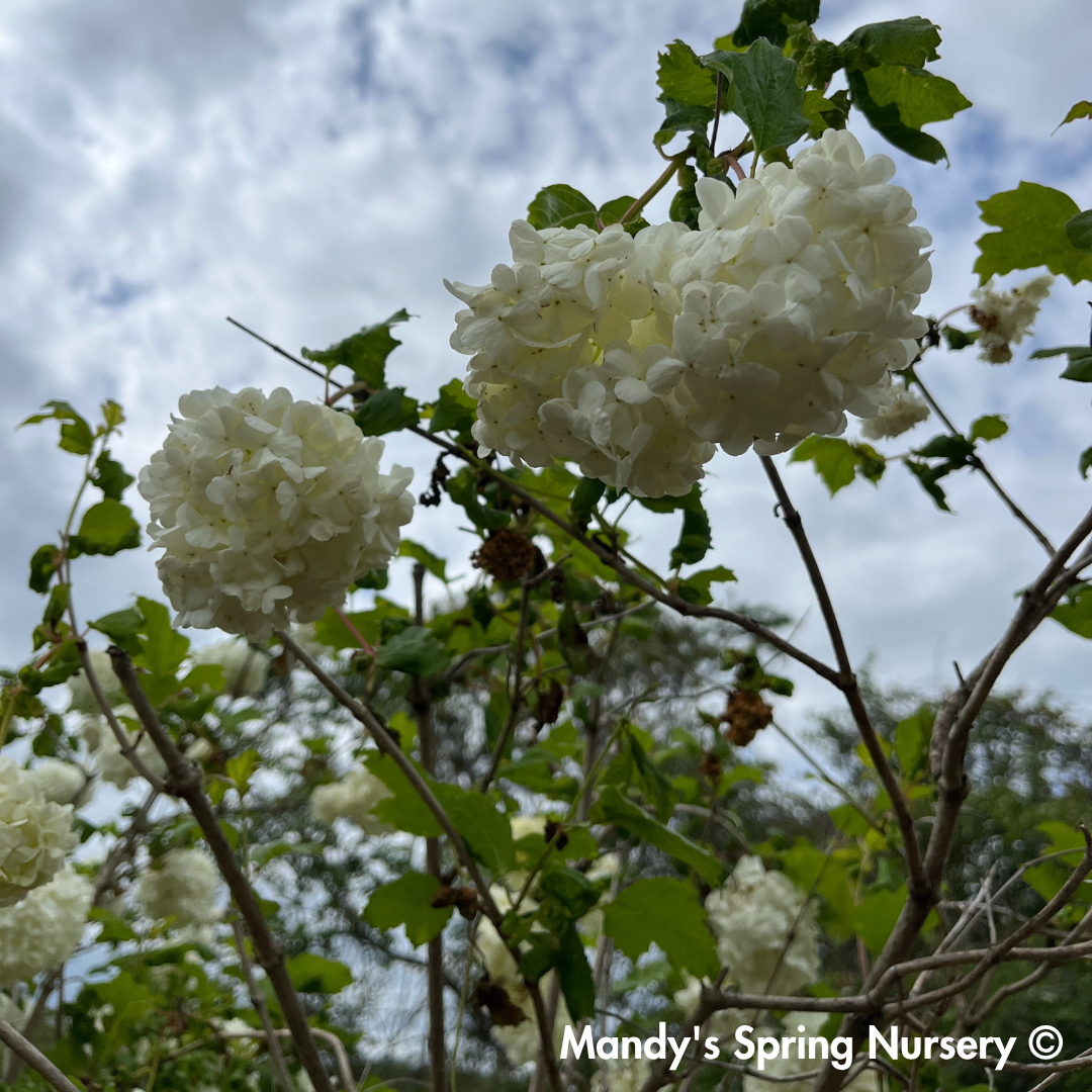 Common Snowball Viburnum - Tree Form | Viburnum opulus 'Roseum'