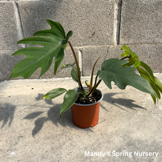 Mayoi Philodendron | Philodendron 'Mayoi'