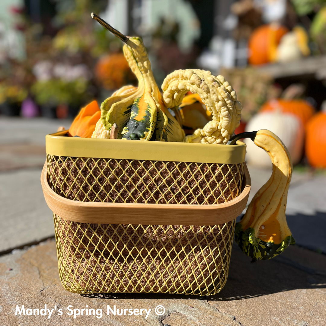 Square Planter w/ Bamboo Handle & Liner