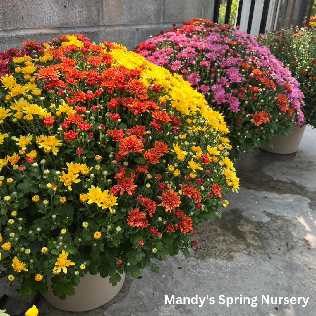 Mums & Kale Fall Assorted