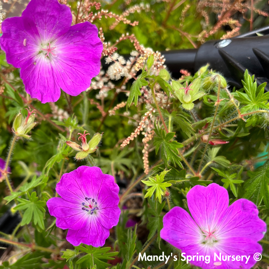 Max Frei Bloody Cranesbill | Geranium