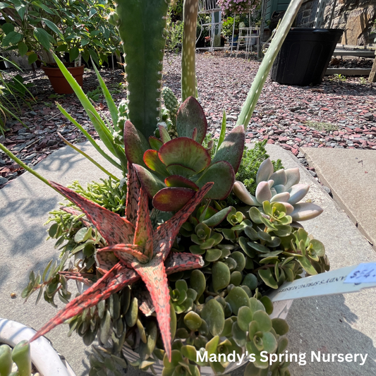 Succulent Decorative Bowl