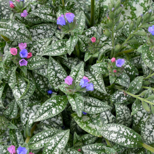 'Pink-a-Blue' Lungwort | Pulmonaria