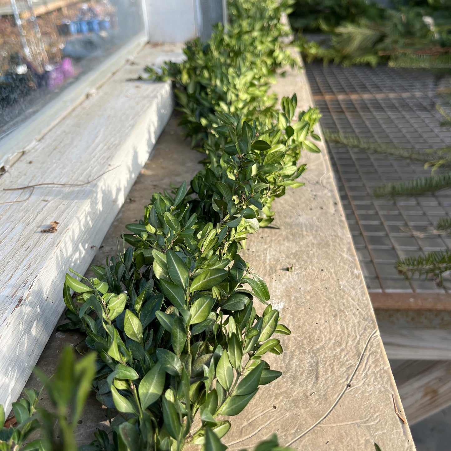 Boxwood Garland & Roping - Hypoallergenic (PRE-ORDER)