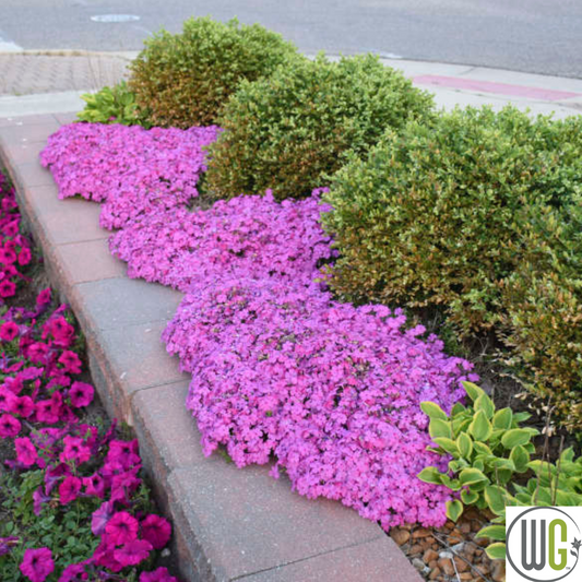 'Drummond's Pink' Creeping Phlox | Phlox subulata