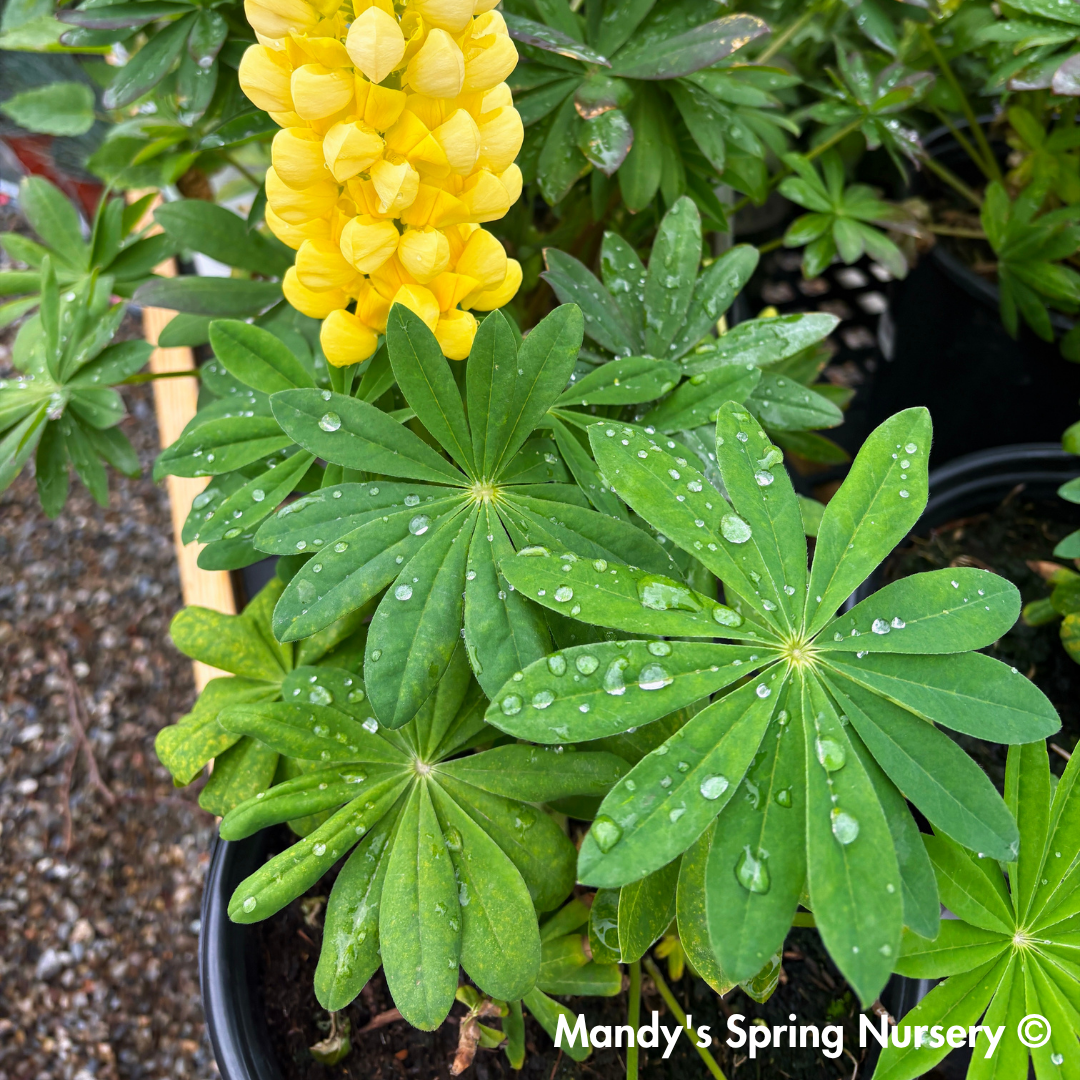 Westcountry™ 'Desert Sun' Lupine | Lupinus polyphyllus