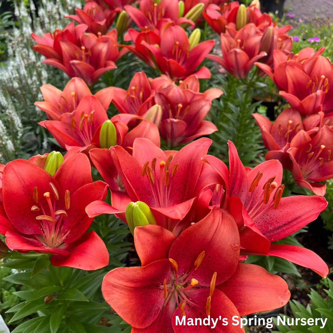 Summer Scarlet®' LA Hybrid Asiatic Lily | longiflorum x asiatic