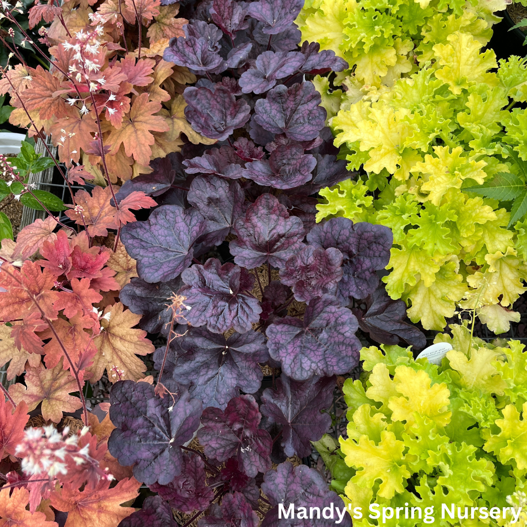 'Peachberry Ice' Coral Bells | Heuchera primo