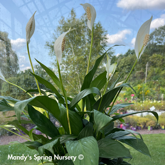 Peace Lily | Spathiphyllum