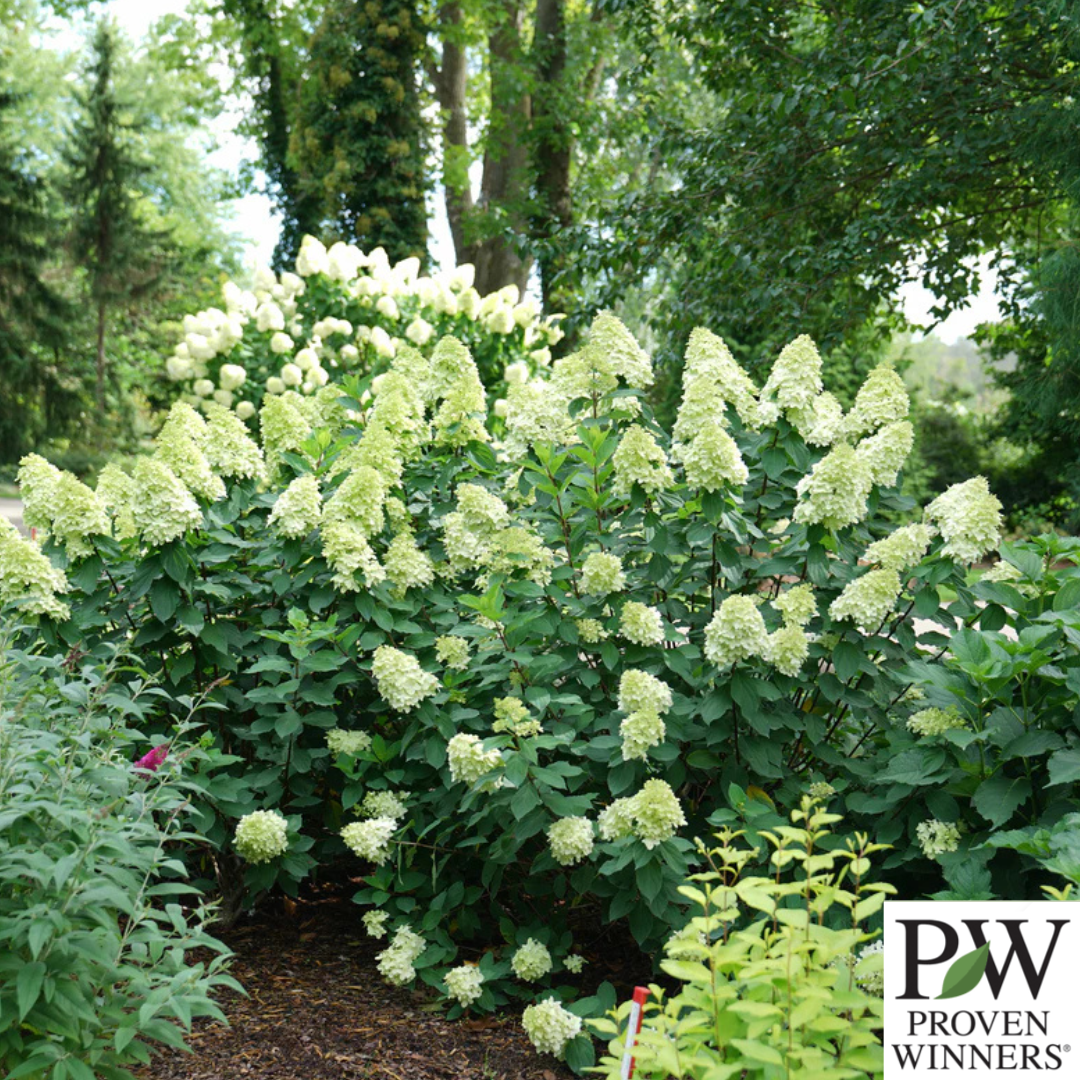Limelight Prime Hydrangea | Hydrangea paniculata