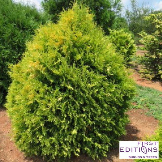 'Lemon Burst' Arborvitae | Thuja occidentalis