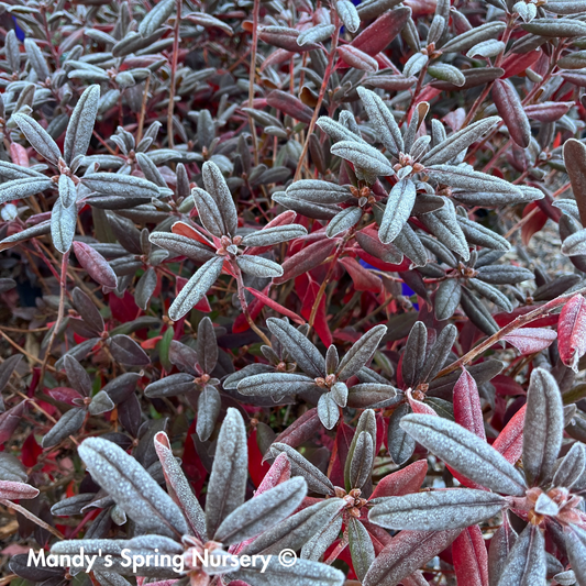 Landmark Rhododendron | Rhododendron X Landmark