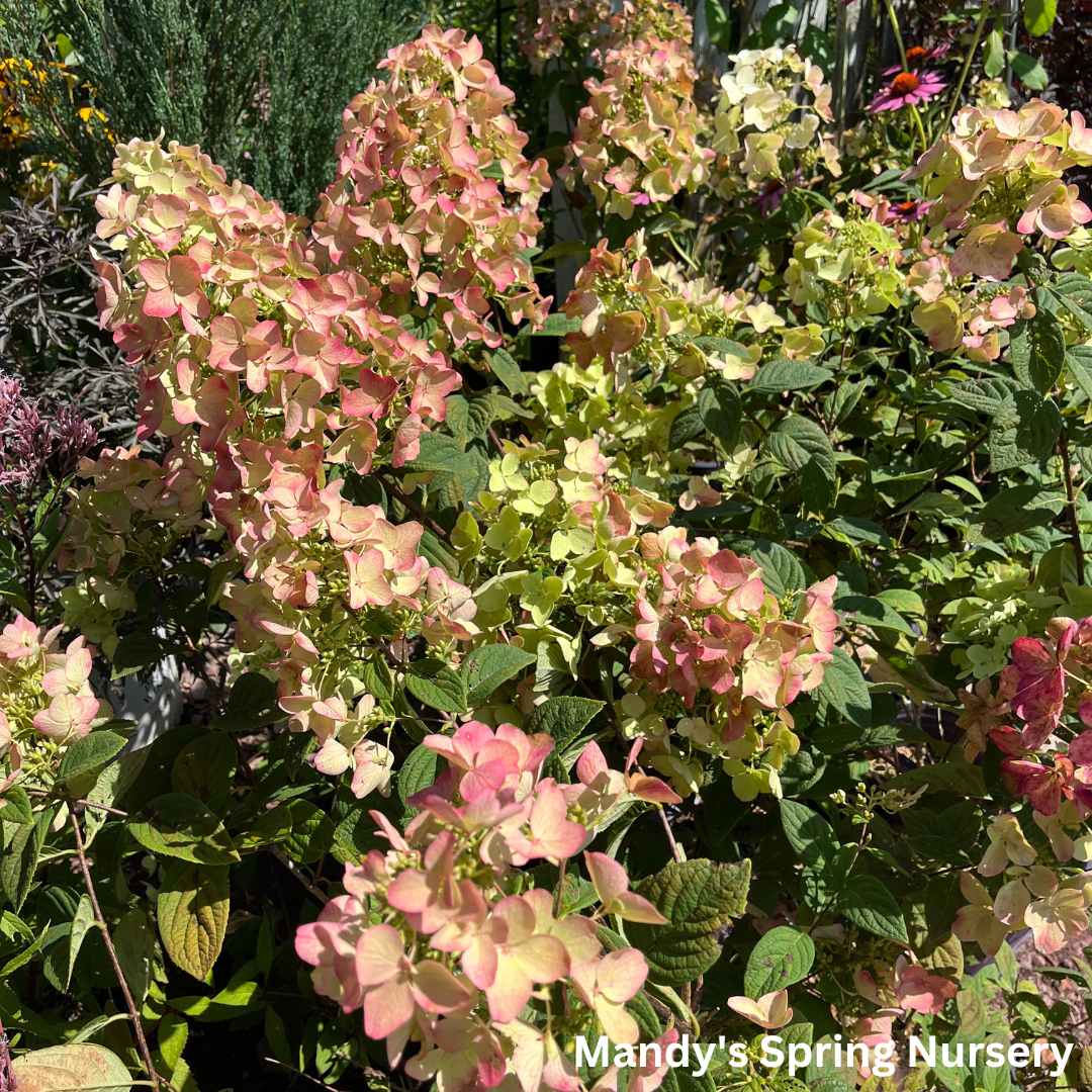 White Diamonds Hydrangea | Hydrangea paniculata
