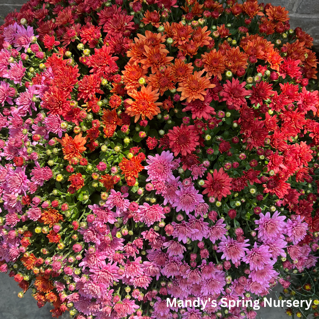 Mums & Kale Fall Assorted