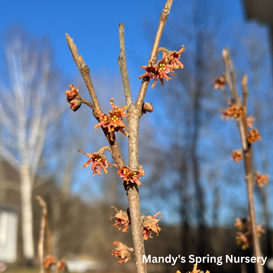 Witch Hazel | Hamamelis virginiana