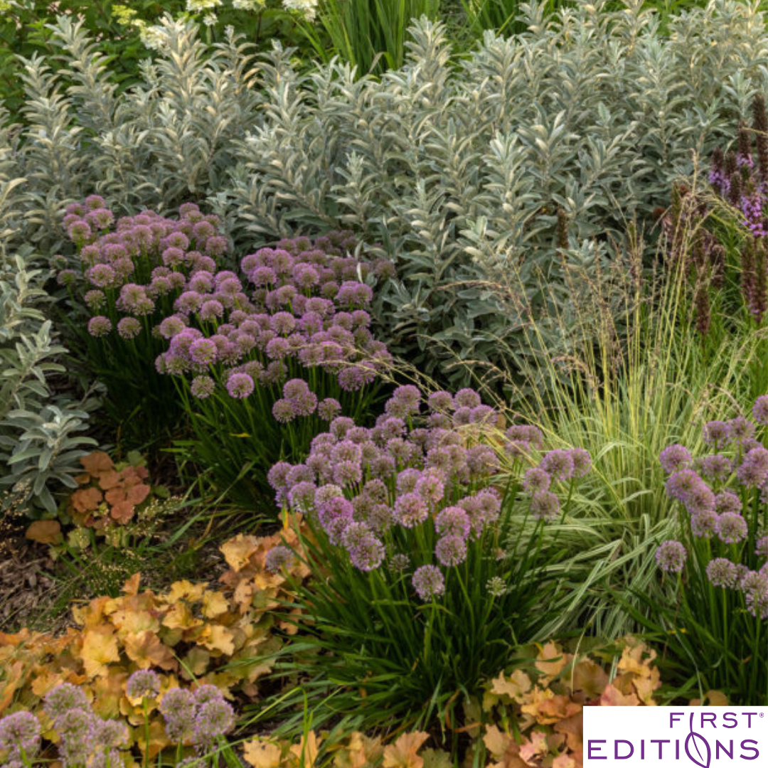 Iceberg Alley Sageleaf Willow | Salix candida