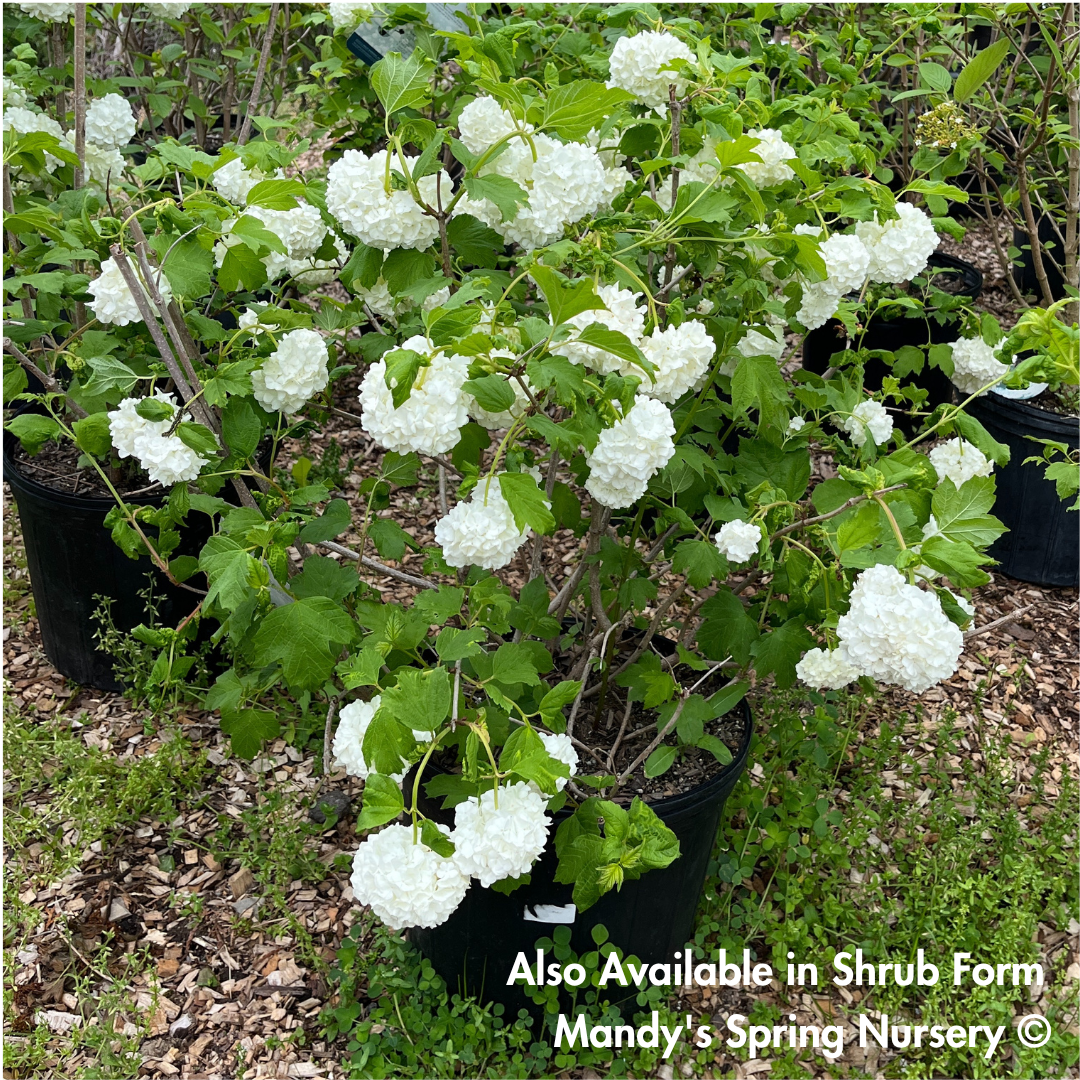 Common Snowball Viburnum - Tree Form | Viburnum opulus 'Roseum'