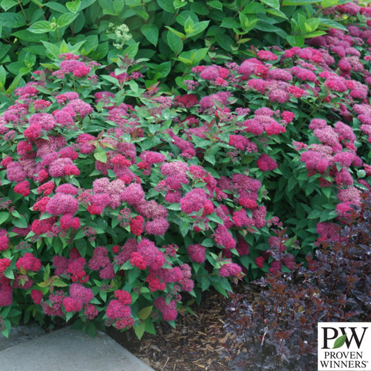 Double Play Doozie® Spirea | Spiraea japonica