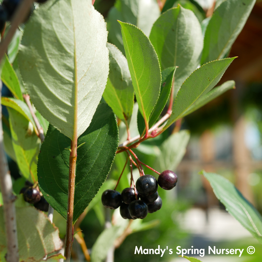 Autumn Magic Chokeberry | Aronia melanocarpa