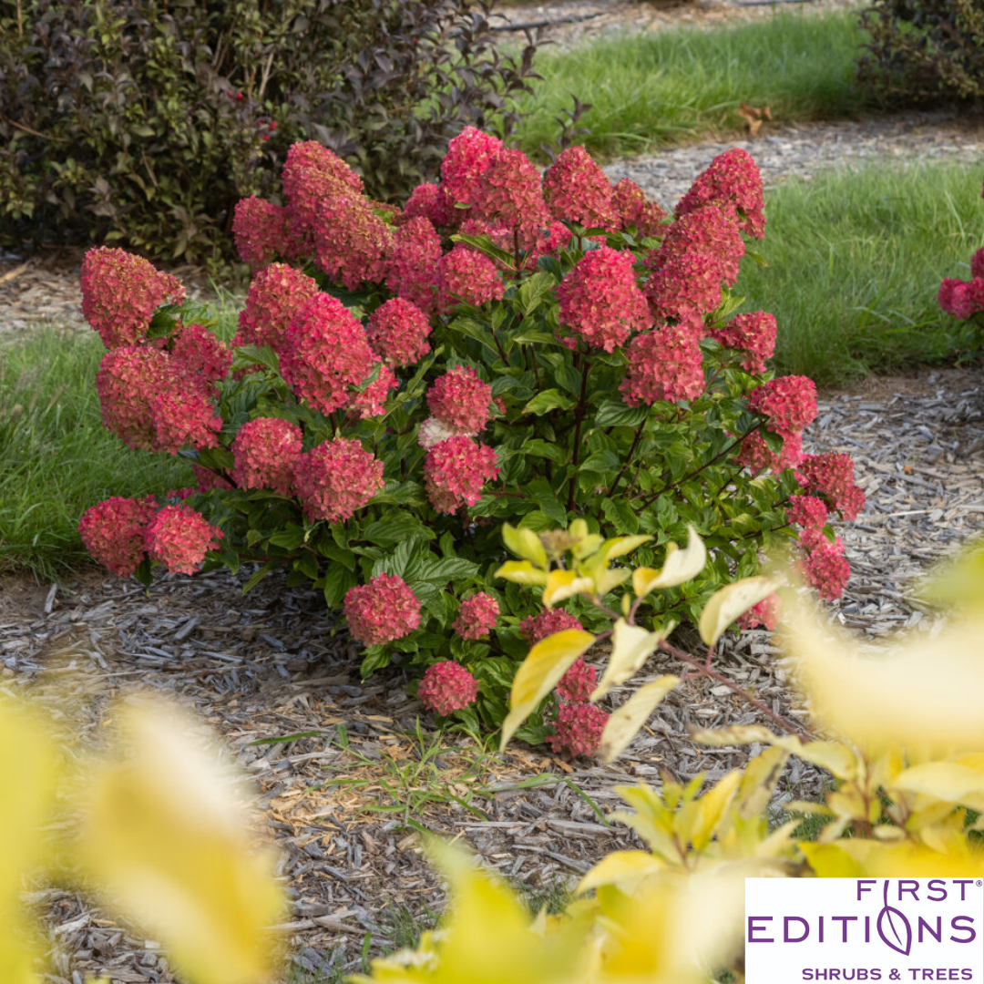 Proven Winner® Fire Light Tidbit® Hydrangea | Hydrangea paniculata