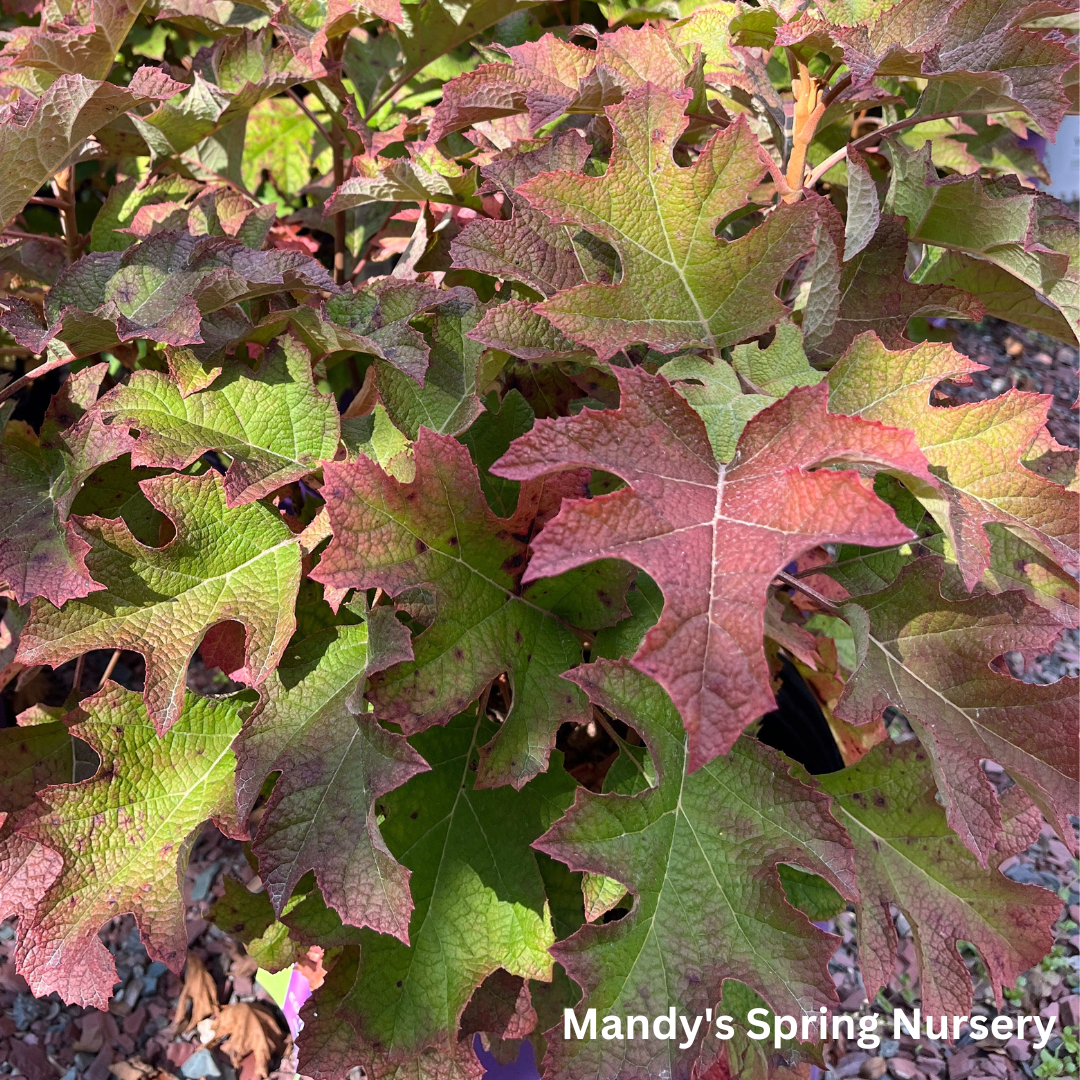 Jetstream Oakleaf Hydrangea | Hydrangea quercifolia