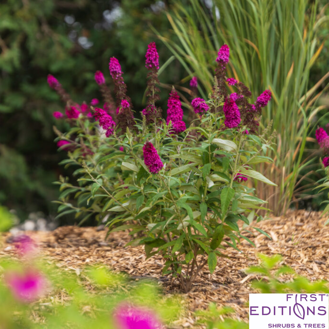Funky Fuchsia Butterfly Bush | Buddleia davidii