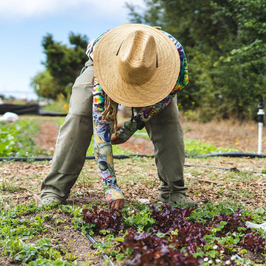 Protection Sleeves - Vegetable Harvest