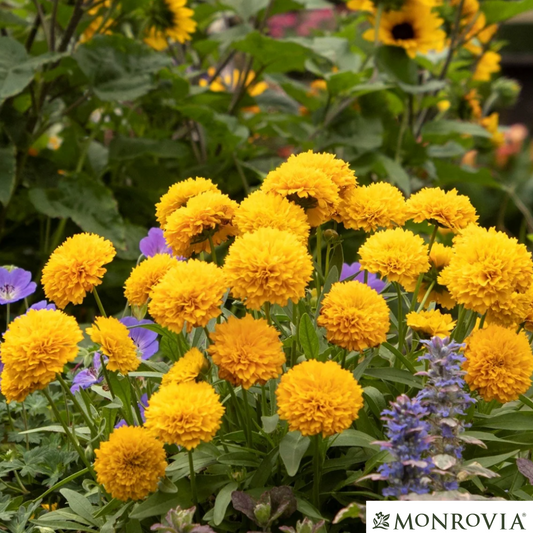 Solanna™ Golden Sphere Tickseed | Coreopsis