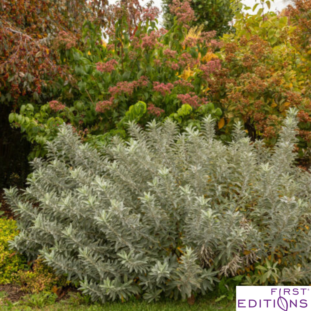 Iceberg Alley Sageleaf Willow | Salix candida