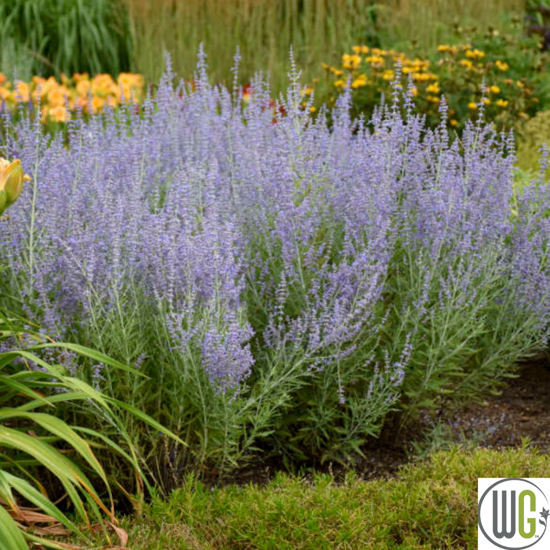 'Blue Jean Baby' Russian Sage | Perovskia atriplicifolia