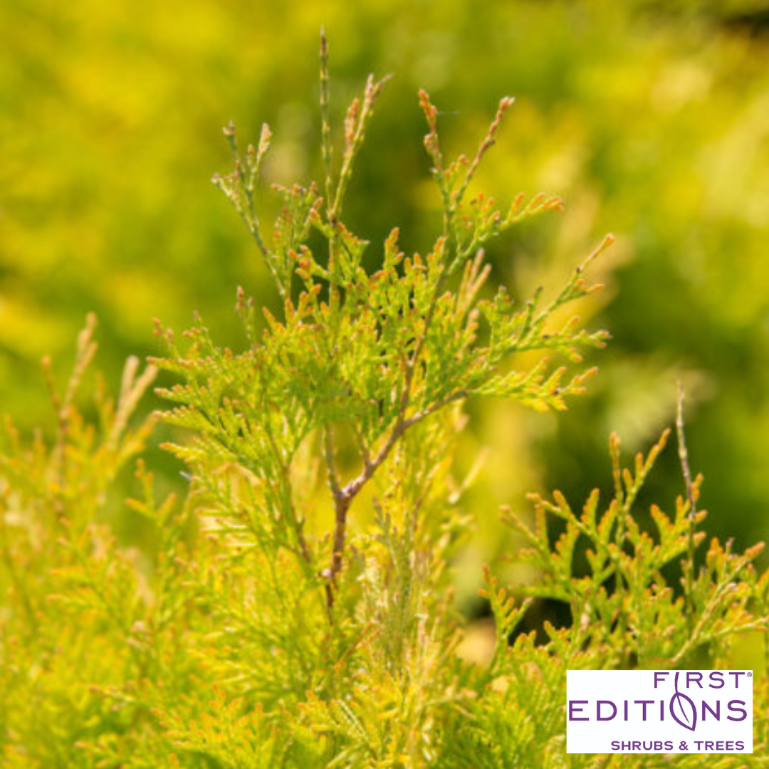'Lemon Burst' Arborvitae | Thuja occidentalis