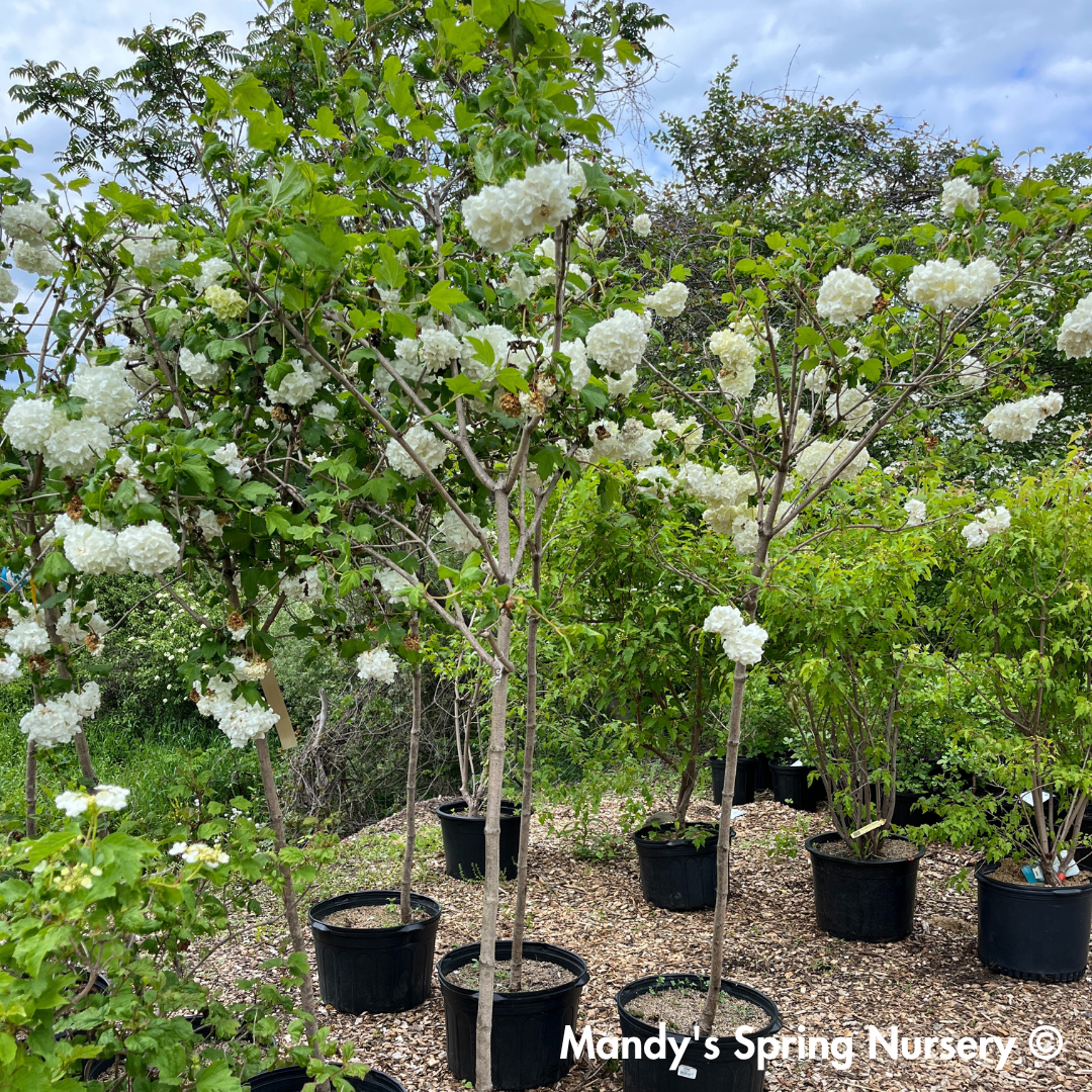 Common Snowball Viburnum - Tree Form | Viburnum opulus 'Roseum'