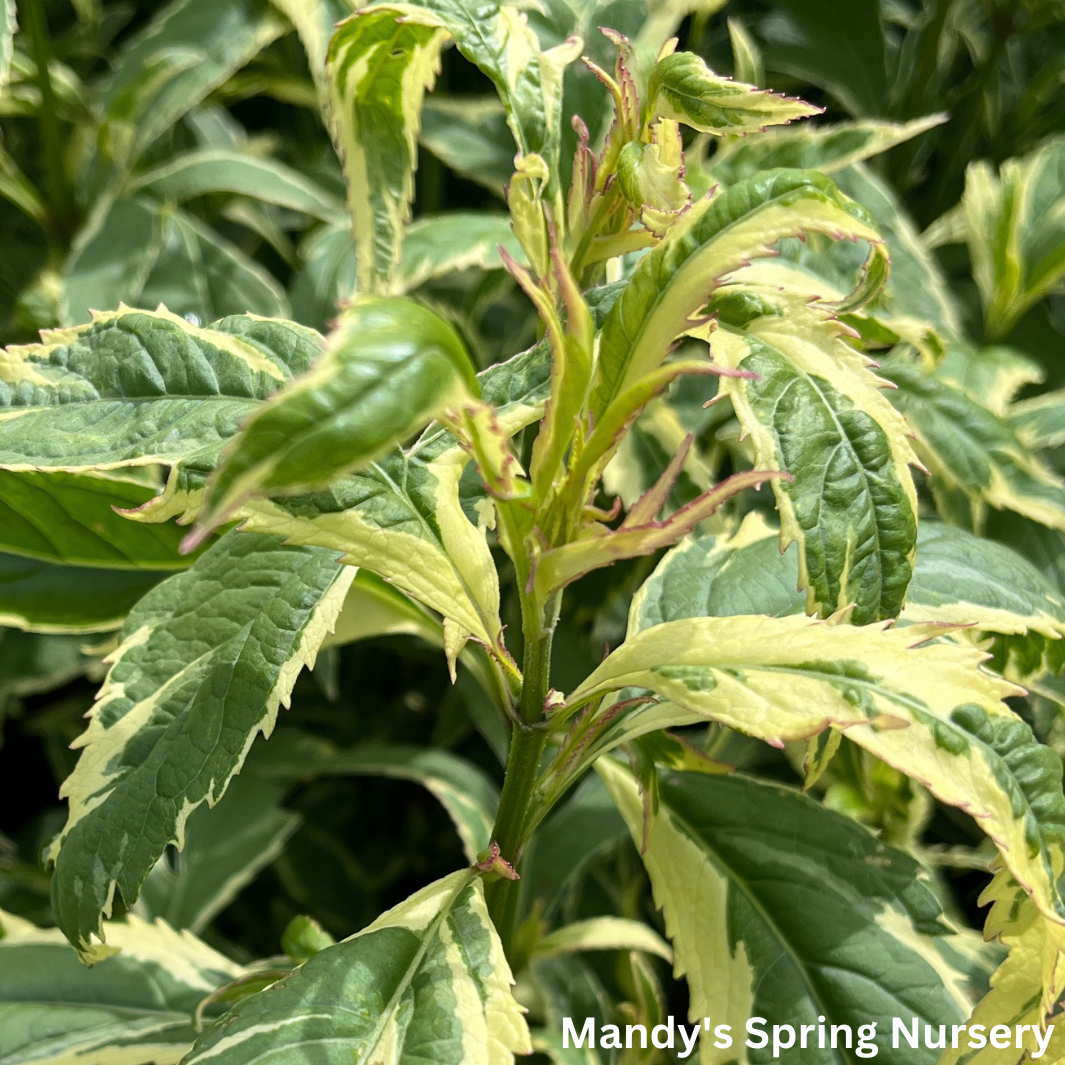'Pink Frost' Joe Pye Weed | Eupatorium