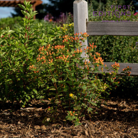Pumpkin Hypericum | Hypericum inodorum 'Kolmapuki' PP24,576