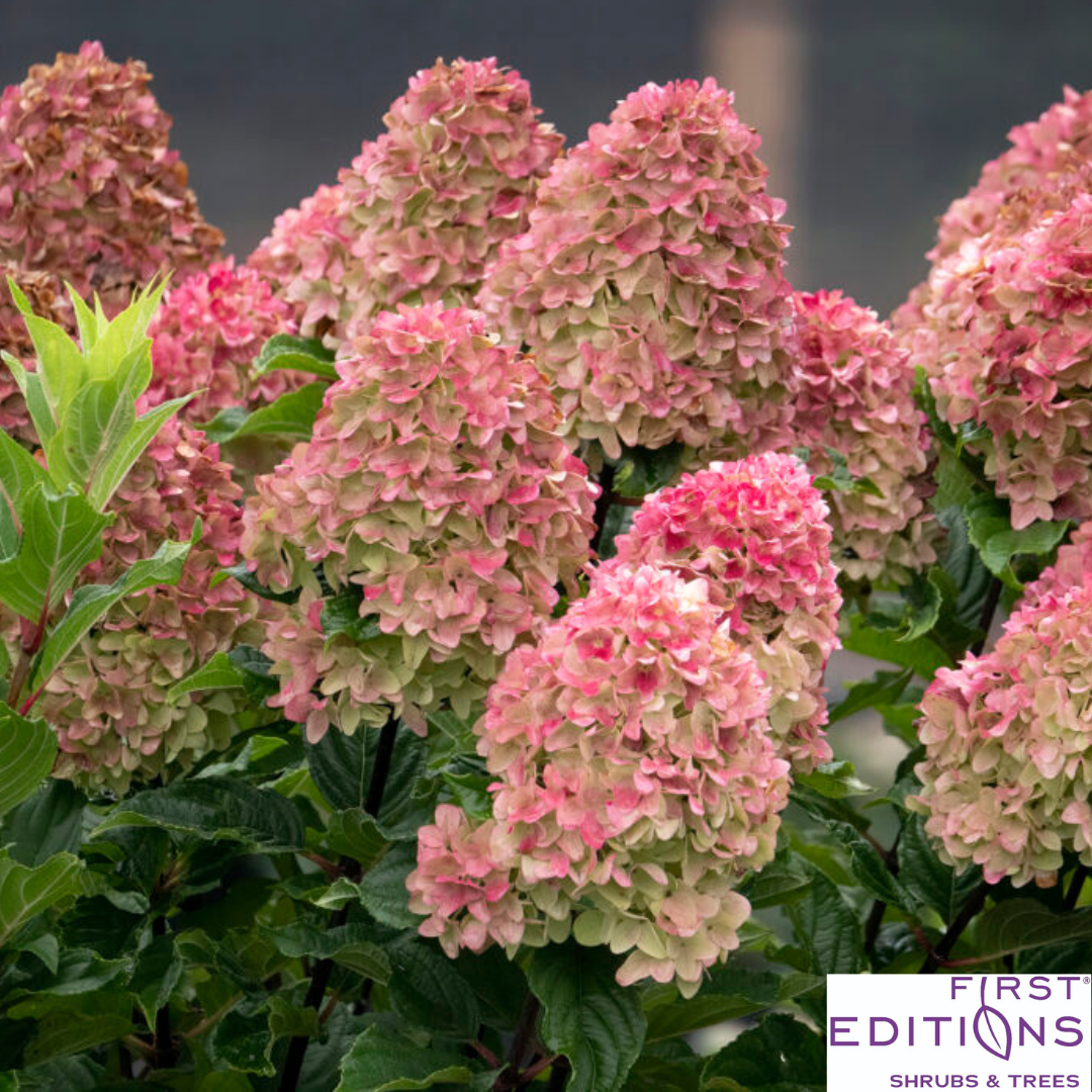 Proven Winner® Fire Light Tidbit® Hydrangea | Hydrangea paniculata