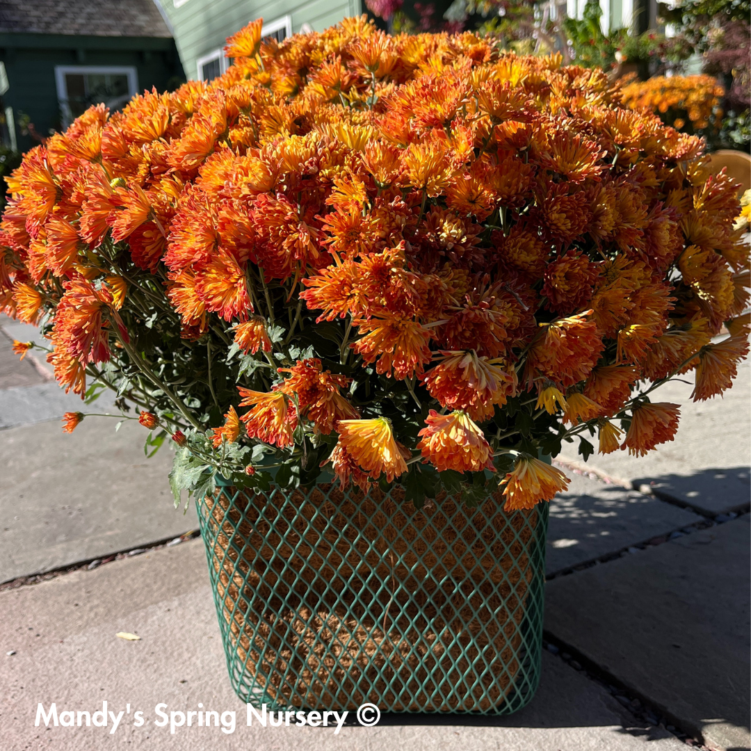 Square Planter w/ Bamboo Handle & Liner