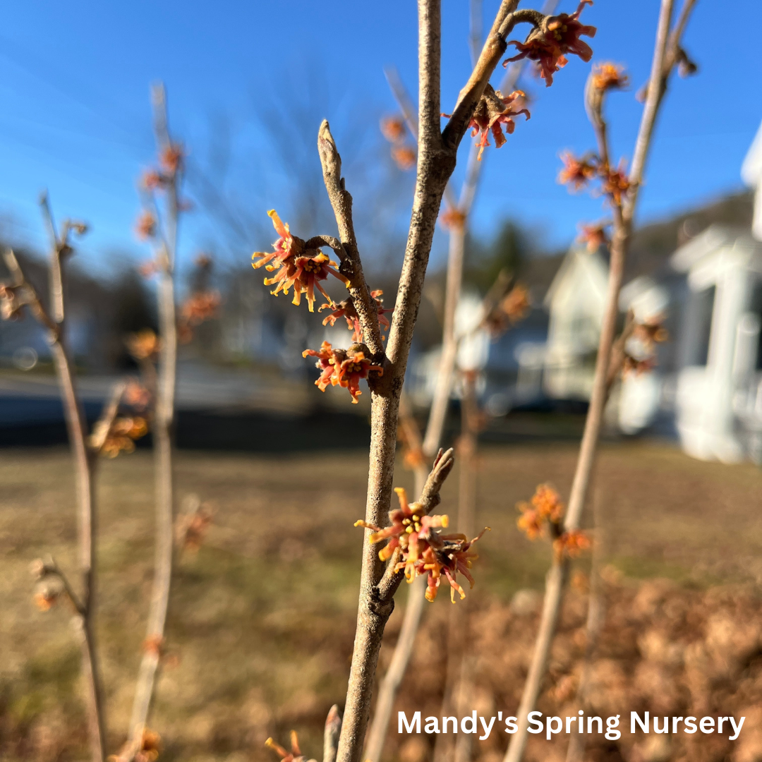 Witch Hazel | Hamamelis virginiana